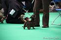 Crufts2011_2 1505